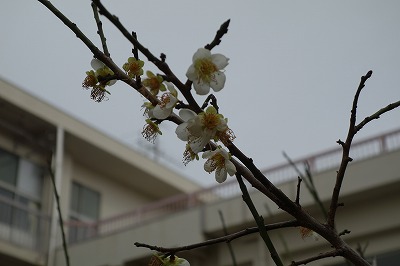梅の花