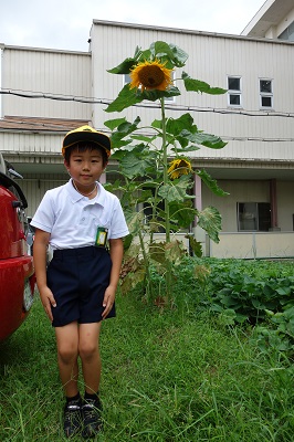 ひまわり　でっかい！