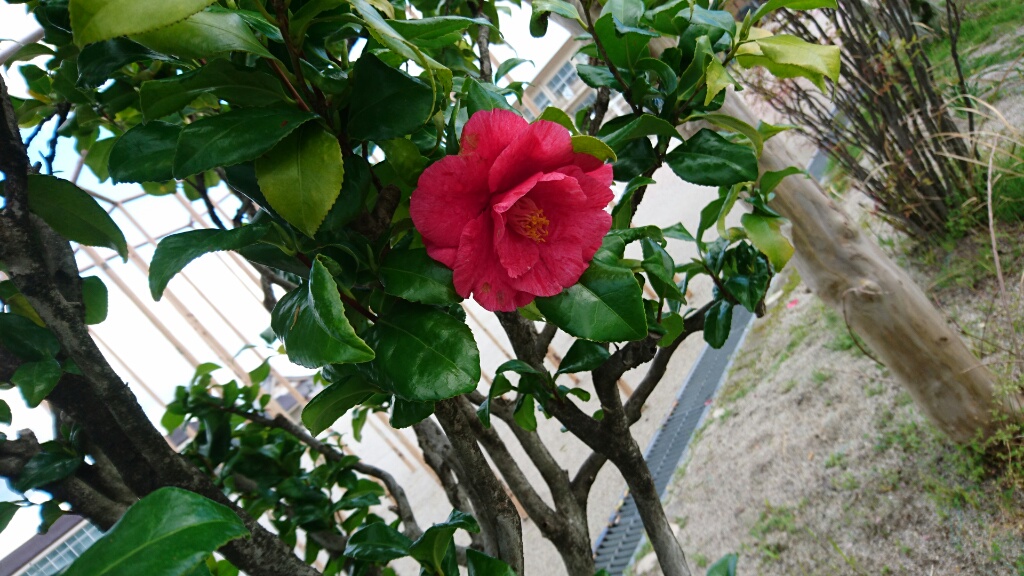椿の花