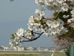 説明: 説明: 説明: 説明: 説明: 説明: 説明: 説明: 説明: 説明: 説明: 説明: 説明: 24sakura