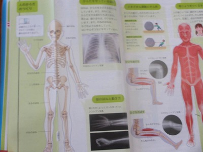 新生理科学大系 4 筋肉の生理学 Amazon.com: 筋肉の生理学(新生理科学大系): 9784260181044