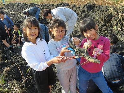 れんこん掘り２